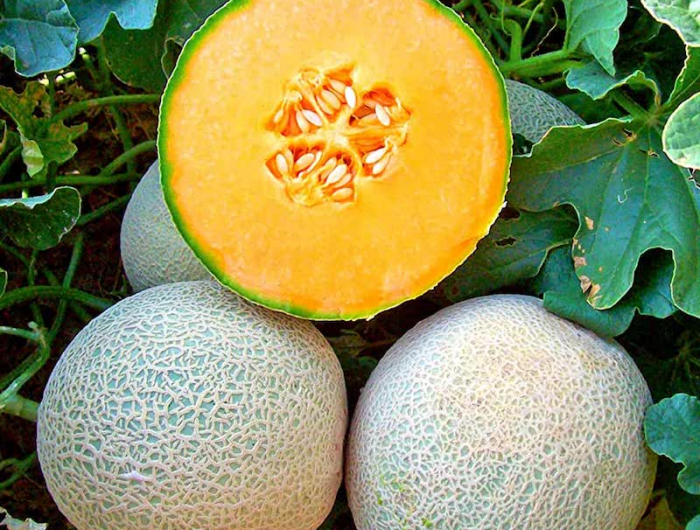 trois gors melons dont un decoupe dans le jardin