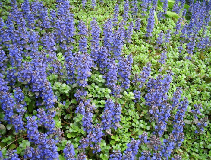 un champs de couvre sol des bugles rampantes couleur blues