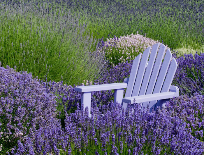 un champs de lavande avec une chaise violette au milieu