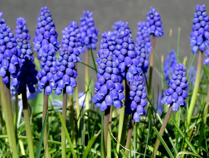 un champs de muscaris couleur blue violette