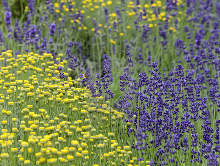 un champs sanotlina de jaune avec de la lavande violette