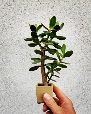 un tout petit speciment de crassula ovata en pot miniature