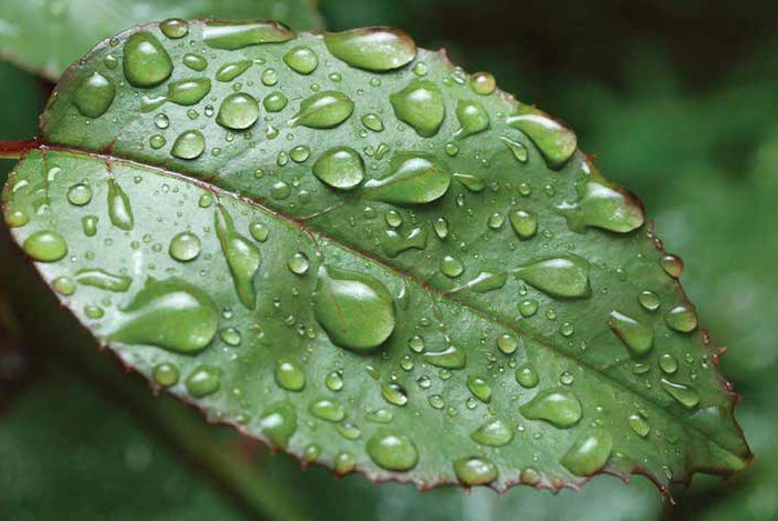 une feuille verte avec des gouttes d eau