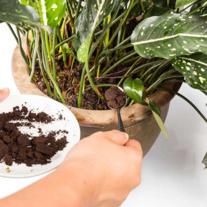 Utiliser le marc de café comme engrais - le secret pour récoltes et floraison abondantes ?