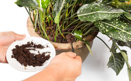 utilisation marc de café comme engrais au pied des plantes avec du compost pour fertiliser le substrat