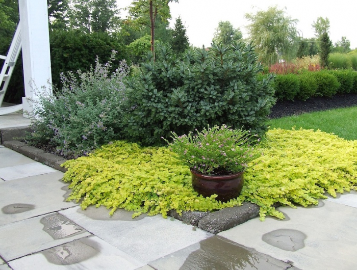 vivace couvre sol longue floraison jardin avec des dalles en beton ecru et fleurs dans un pot