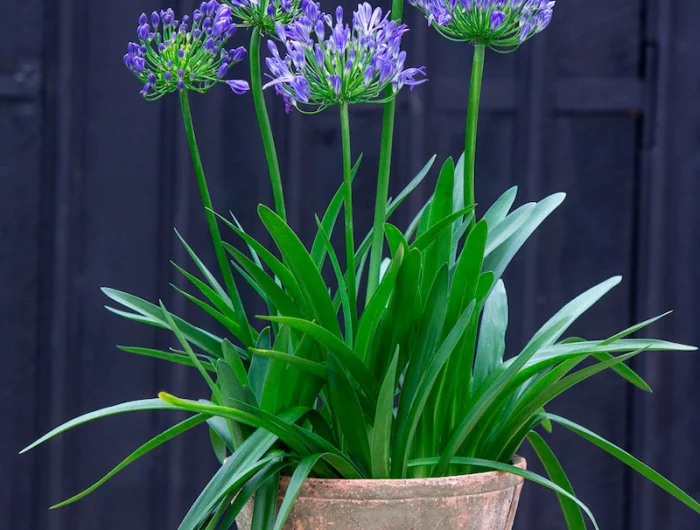 agapanthe en por un feuillage long vert et des fleurs violettes dans un jardin