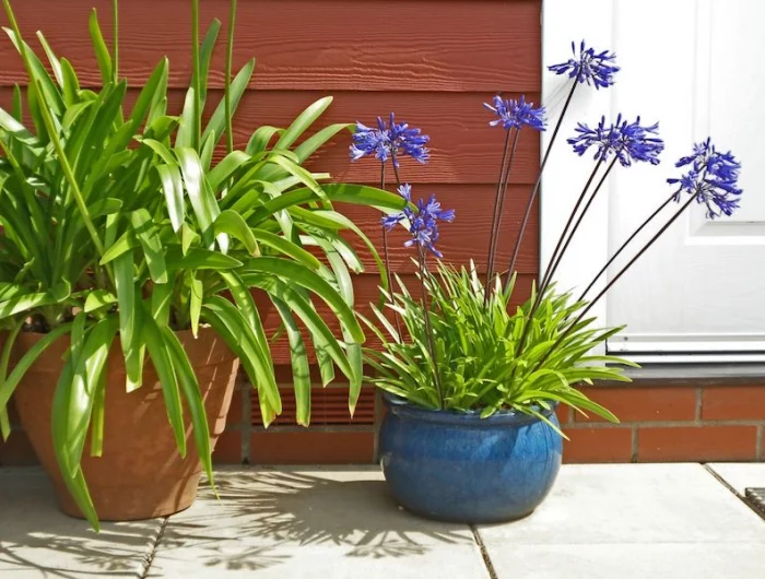 agapanthus culitver en poir blue avec des felurs violettes feuillage vert au soleiljpeg