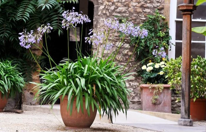 agapanthus dans un jardin en pot devant une maison feuilles vertes et couleurs mauves