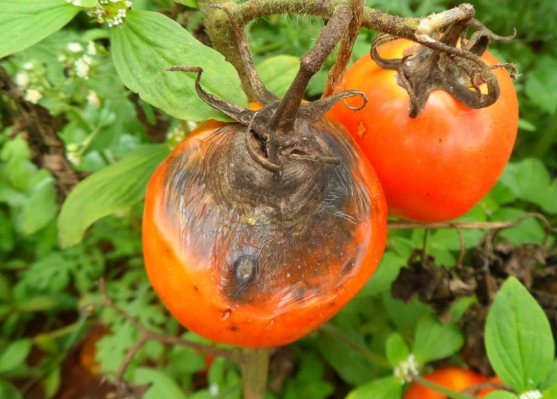 alternaria tomatopholia et tomates rouge malade