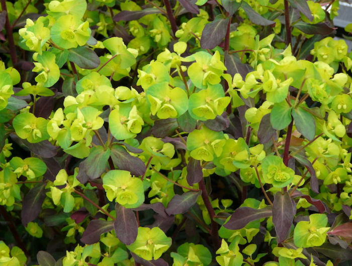 amygdaloïdes quelle plante pour un mur vegetal exterieur