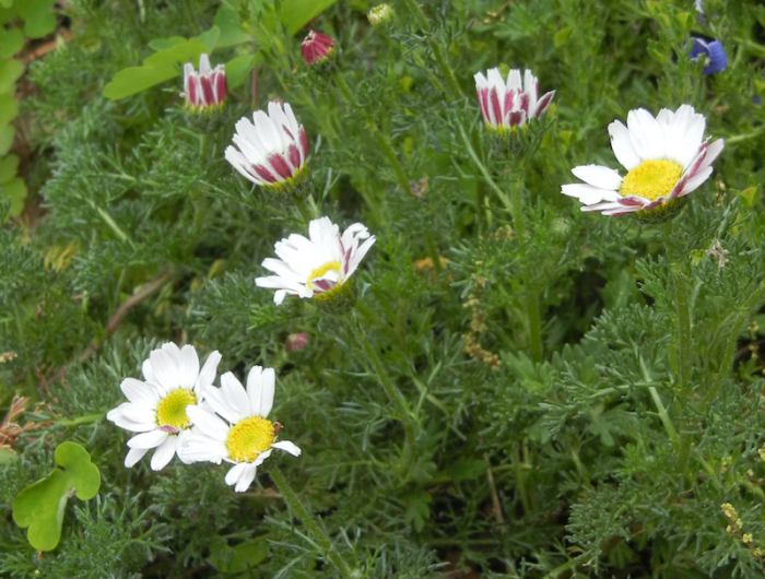 anacyclus quelle plante pour mur vegetal exterieur