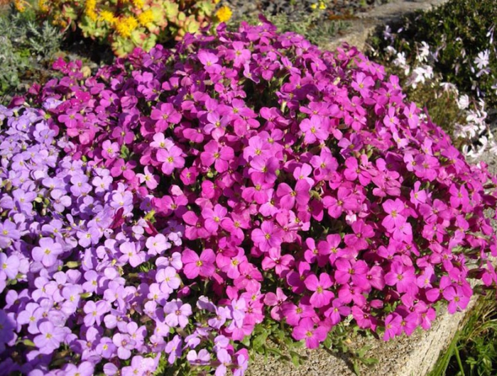 aubrietes avec une floraison rose et violette dans un rocaille