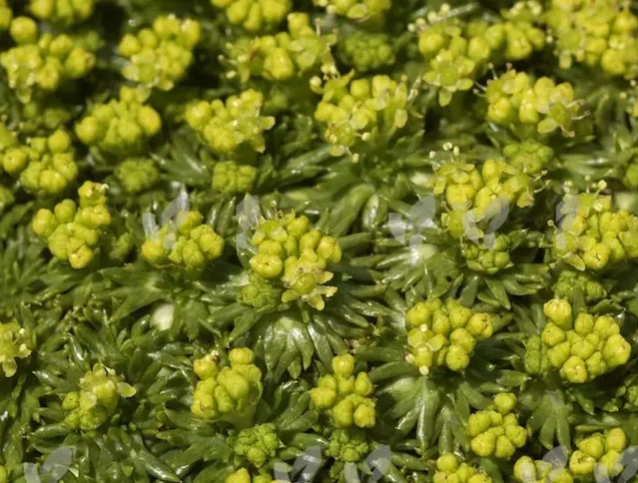 azorella trifurcata quelles plantes pour mur exterieur vegetal