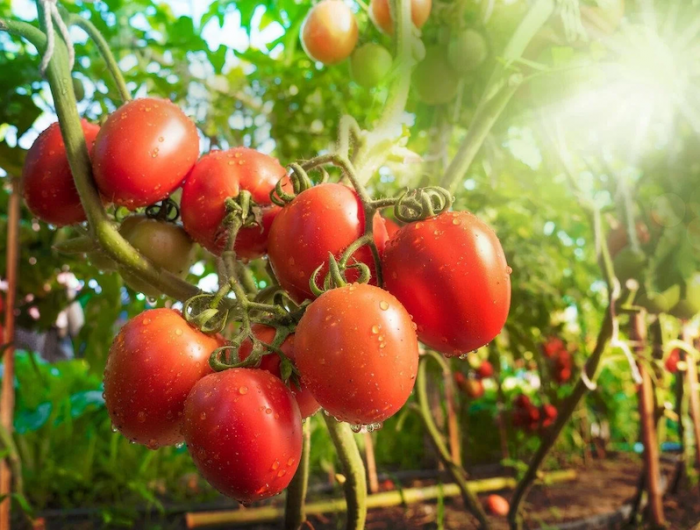 comment empêcher les tomates de monter trop haut tomates sur plusieurs pieds