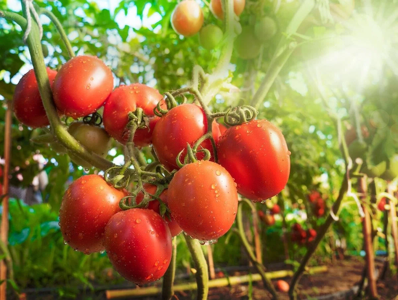 comment empêcher les tomates de monter trop haut tomates sur plusieurs pieds