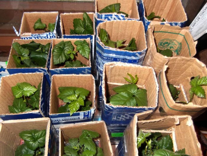 comment faire pour que les tomates rougissent tomates enveloppees par du papier