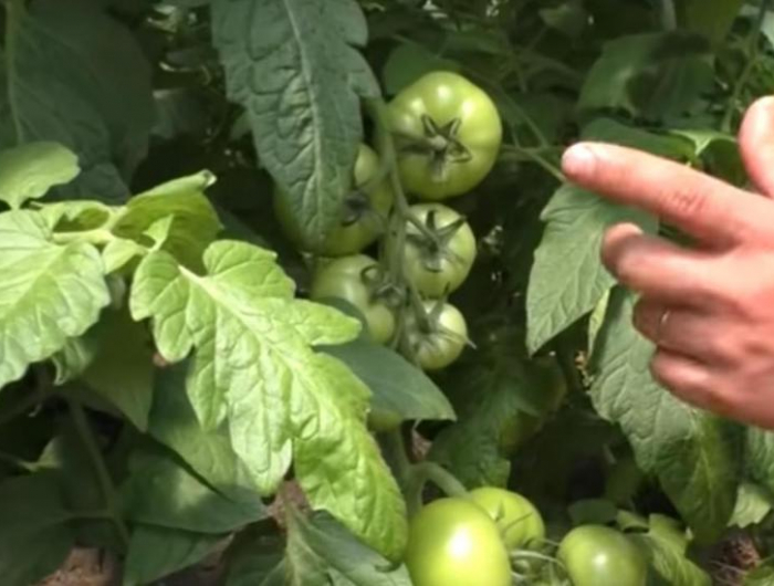 comment faire pour que les tomates rougissent une main indiqauant les tomates vertes