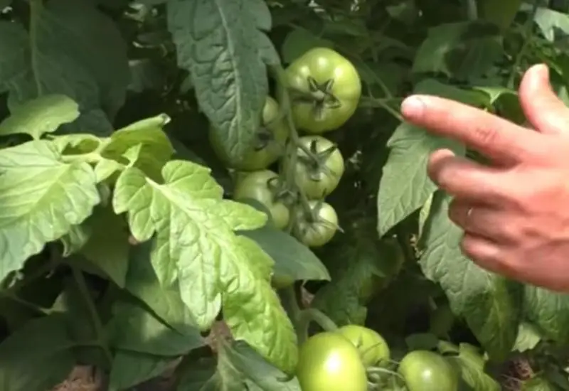 comment faire pour que les tomates rougissent une main indiqauant les tomates vertes