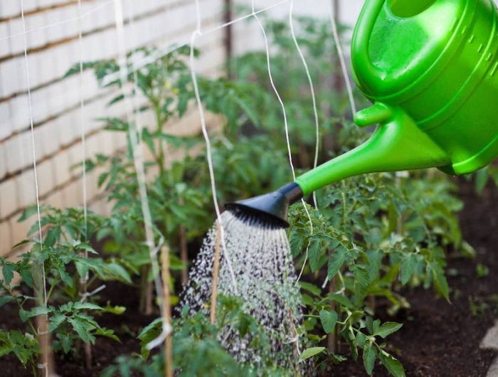 est il trop tard pour planter des tomates arrosage de tomates cerise