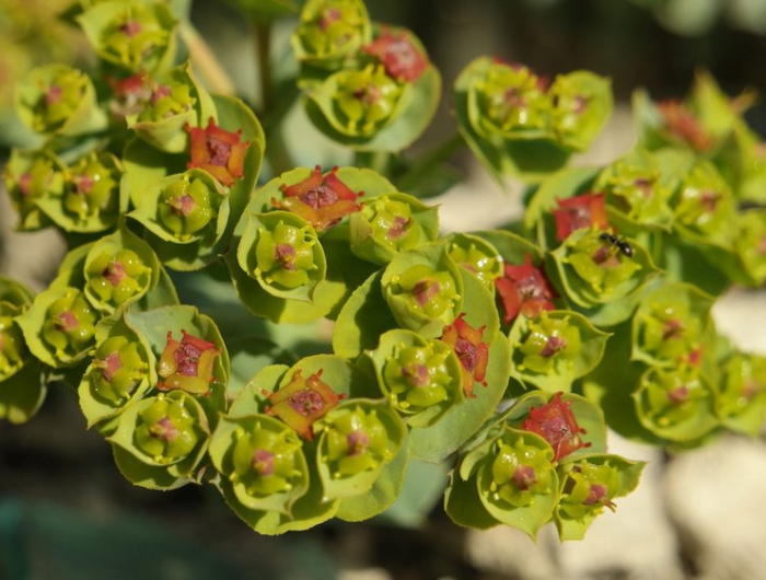 euphorbia myrsinites, characias quelles plantes pour un mur vegetal exterieur