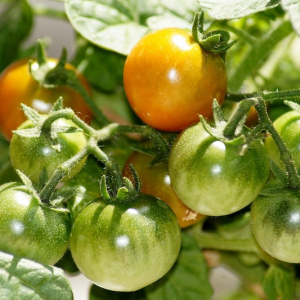 Faire mûrir les tomates à l'intérieur sur pied