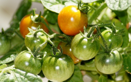 faire mûrir les tomates à l'intérieur sur pied tomates rouge et tomates vertes