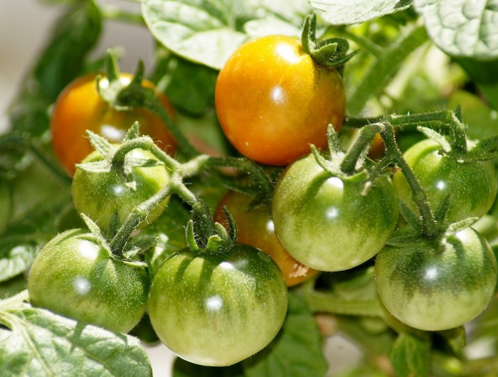 faire mûrir les tomates à l'intérieur sur pied tomates rouge et tomates vertes