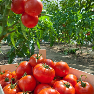 Faut-il empêcher les tomates de monter trop haut et couper la tête des plants ? L'avis des professionnels