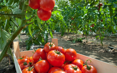faut il empêcher les tomates de monter trop haut et couper la tête des plants ? l'avis des professionnels des plants de tomates hauts