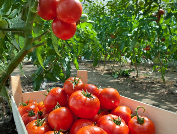 faut il empêcher les tomates de monter trop haut et couper la tête des plants ? l'avis des professionnels des plants de tomates hauts