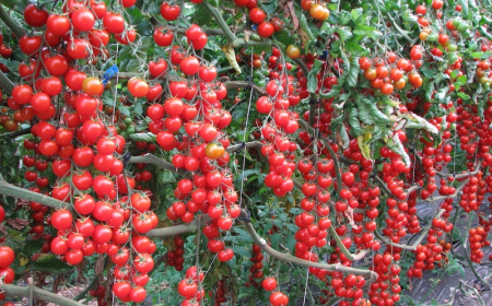 jusqu'à quand peut on planter les tomates cerise au jardin avec la lune pieds de tomates cerise