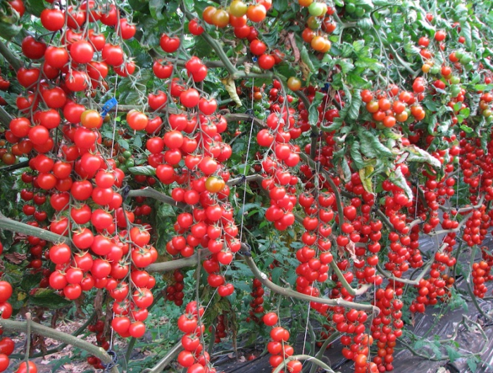 jusqu'à quand peut on planter les tomates cerise au jardin avec la lune pieds de tomates cerise