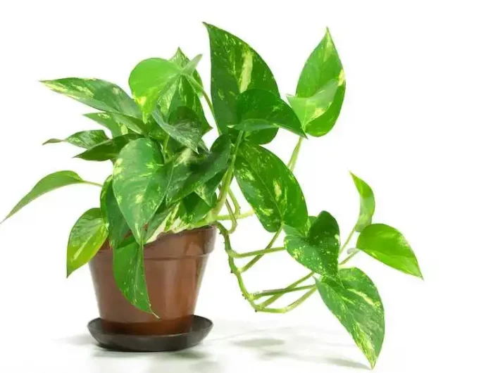 le pothos en pot marron sur un fond blanc