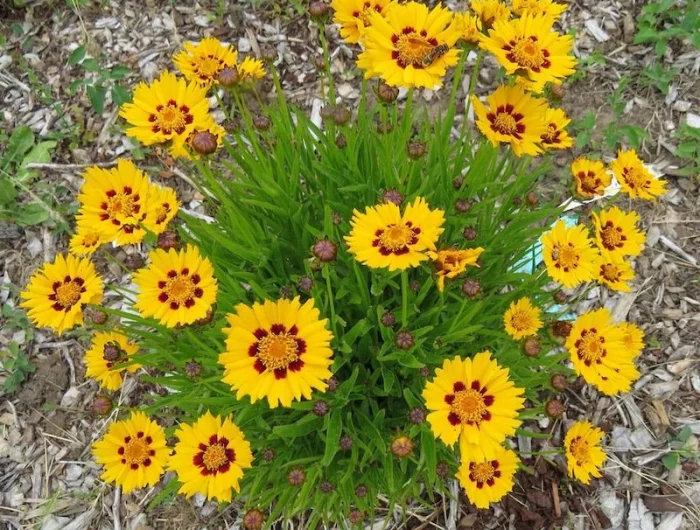 les coréopsis de fleurs jaunes en buissons sur une terre