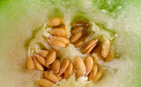 melon seeds ready for saving