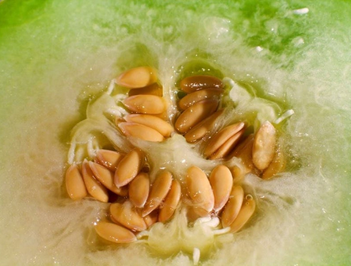 melon seeds ready for saving