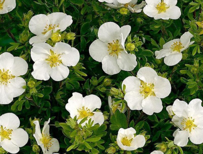 potentilla fruticosa