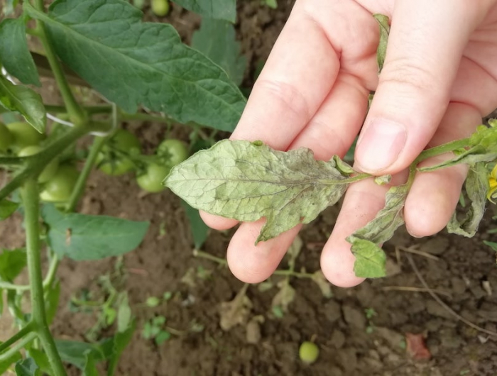 pourquoi les tomates restent vertes casser une feuille