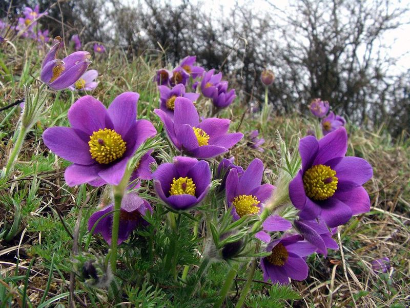 pulsatilla vulgaris une plante de montagne fleur violette coeur jaune