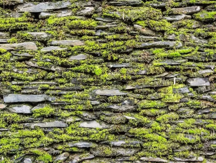 quelles sont les différentes techniques pour realiser un mur vegetal roche a la verdure