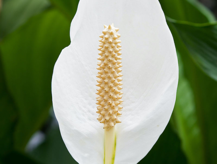 spathiphyllum avec une grande fleur blanche et des feuilles vertes en arrière plan