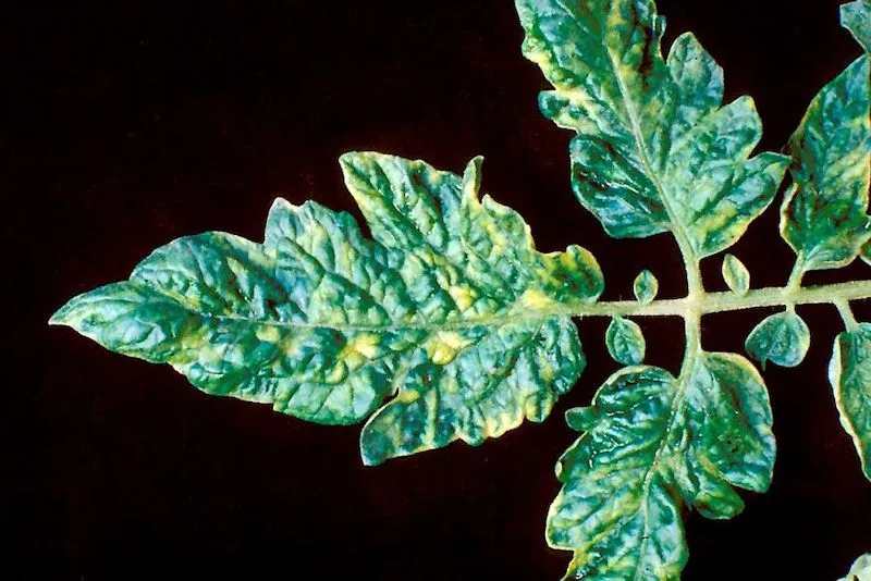virose virus maladie tomates feuilles de tomate malade sur un fond noir
