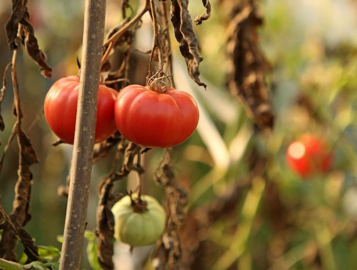 a quelle hauteur couper les pieds de tomates dernieres fruits de la saison