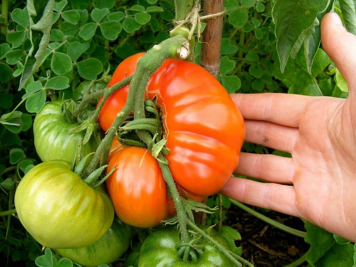 a quelle hauteur couper les pieds des tomates grosses tomates