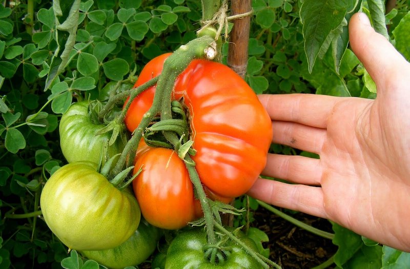 a quelle hauteur couper les pieds des tomates grosses tomates
