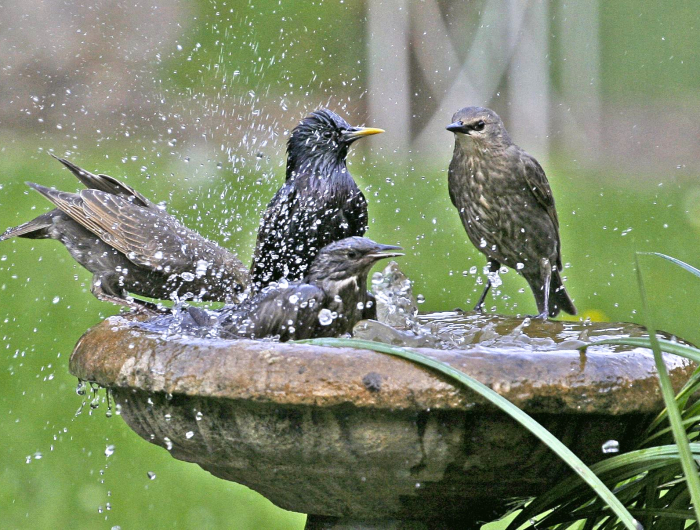 abreuvoir oiseaux sur pied en pierre des oiseaux qui se baignent