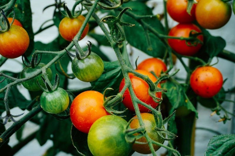 accelerer la croissance des plants de tomates