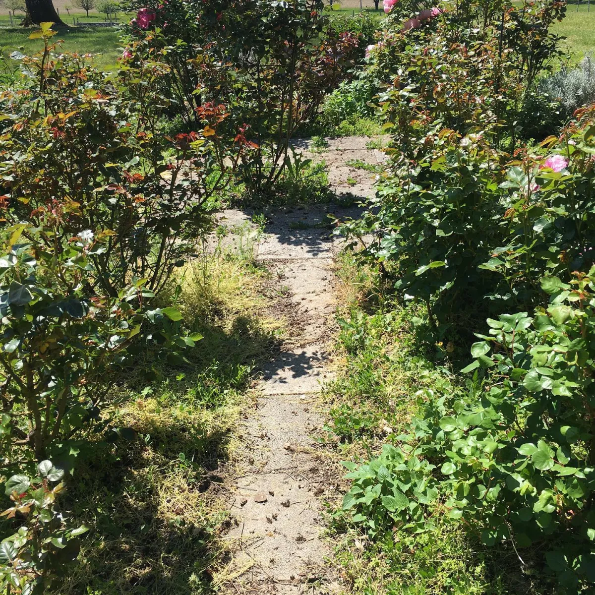 allee dans le jardin envahi du liseron qui nuit aux plantes