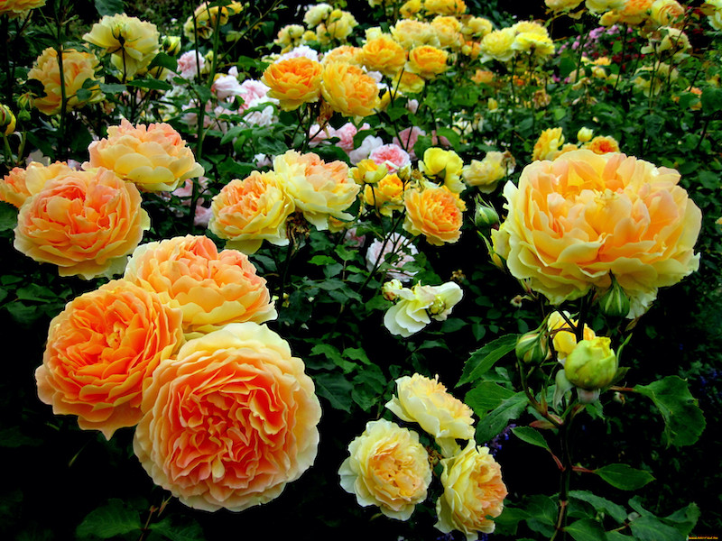allumettes dans les pots roses jaunes en floraison